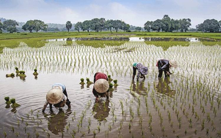 Nilai Tukar Petani Kalimantan Tengah Turun 1,68 Persen