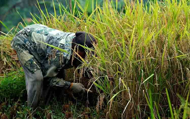 Ilustrasi petani. Kalteng menargetkan tambah tanam reguler sebanyak 164.358 Hektare. (FOTO:PIXABAY)