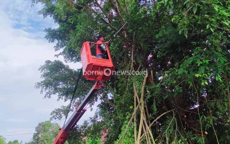 Pohon Rawan Tumbang di Jalan Rajawali VI Dipangkas Tim TRC BPBD Palangka Raya