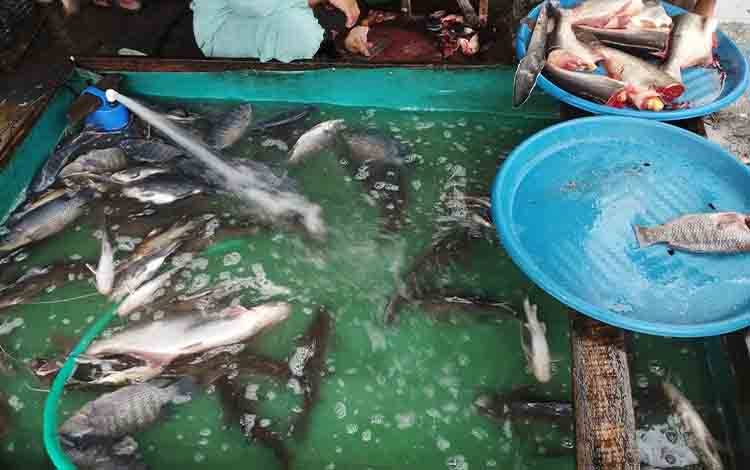 Stabilnya Cuaca Dorong Hasil Perikanan di Kalteng