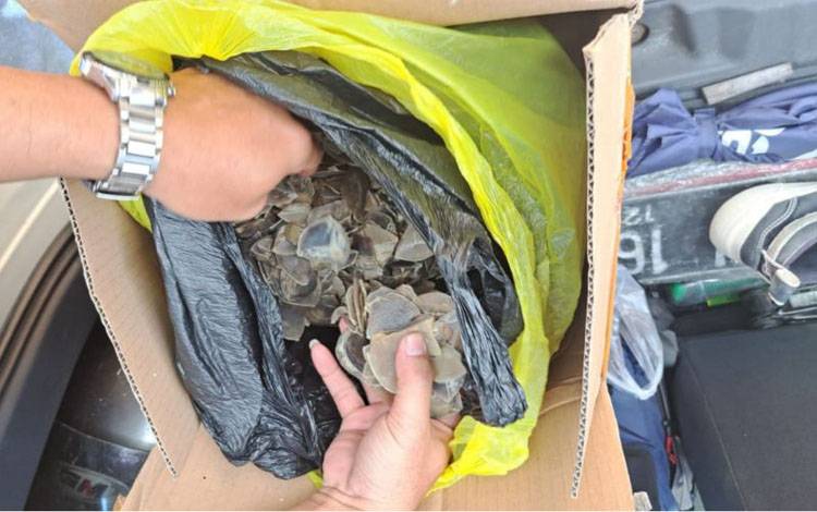 Kemenhut kembali Gagalkan Perdagangan Sisik Trenggiling di Kalteng