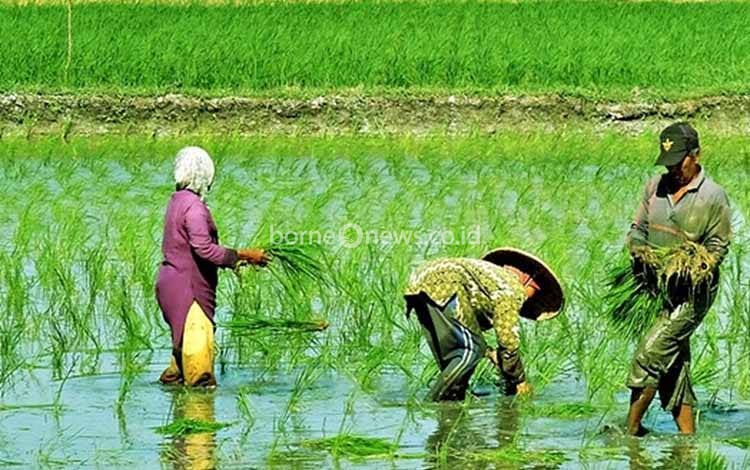 Agustiar Sabran Siapkan Anggaran Rp150 Miliar Perkuat Infrastruktur Pertanian