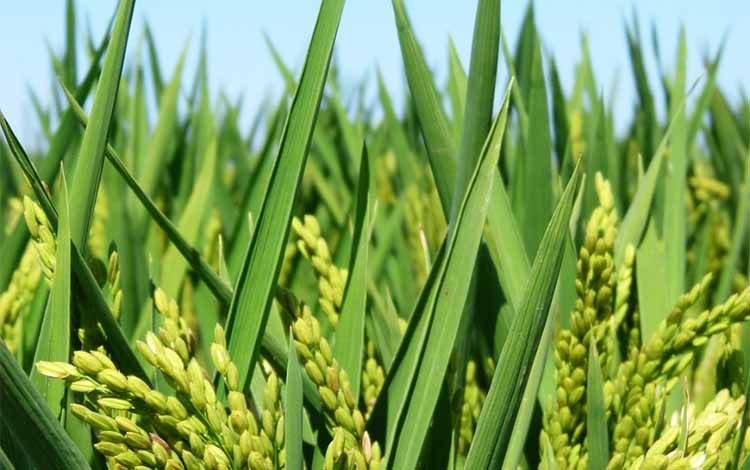 Panen Raya di Kapuas Jadi Bukti Ketahanan Pangan Kalteng Dimulai dari Sawah
