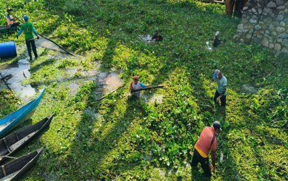 Tumbuhan eceng gondok di Sungai Rungau, Desa Terawan telah mengganggu aktivitas keseharian warga. (Foto : ?Ist)