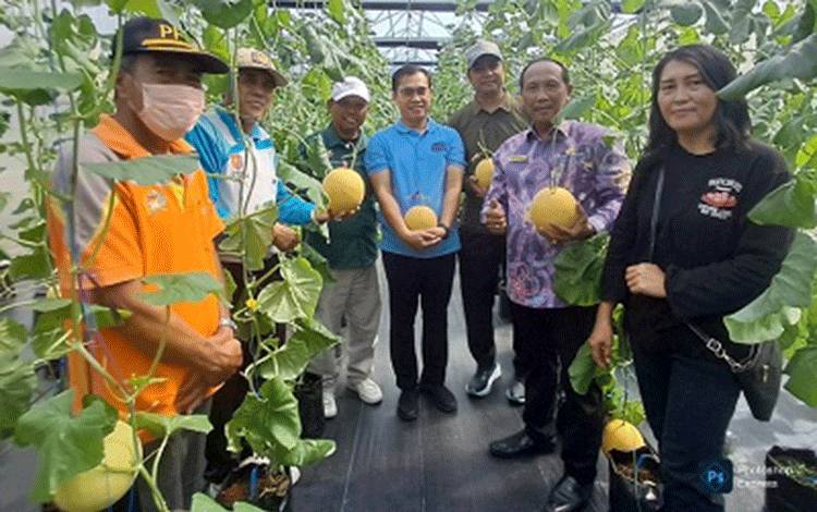 Panen Raya Melon di Desa Pasir Panjang, Rasa Premium Jadi Kebanggaan Warga