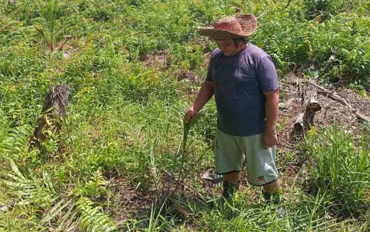 Warga Desa Bapanggang Raya Resah Akibat Gangguan Beruang Madu di Kebun