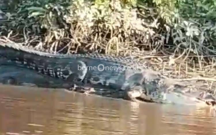 Viral! Buaya Berjemur di Pinggir Sungai Seruyan, Terekam Kamera Warga