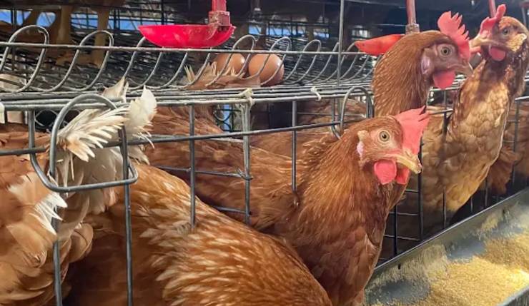 DPRD Palangka Raya Nilai Kota ini Makin Mandiri dalam Sektor Peternakan Ayam dan Telur