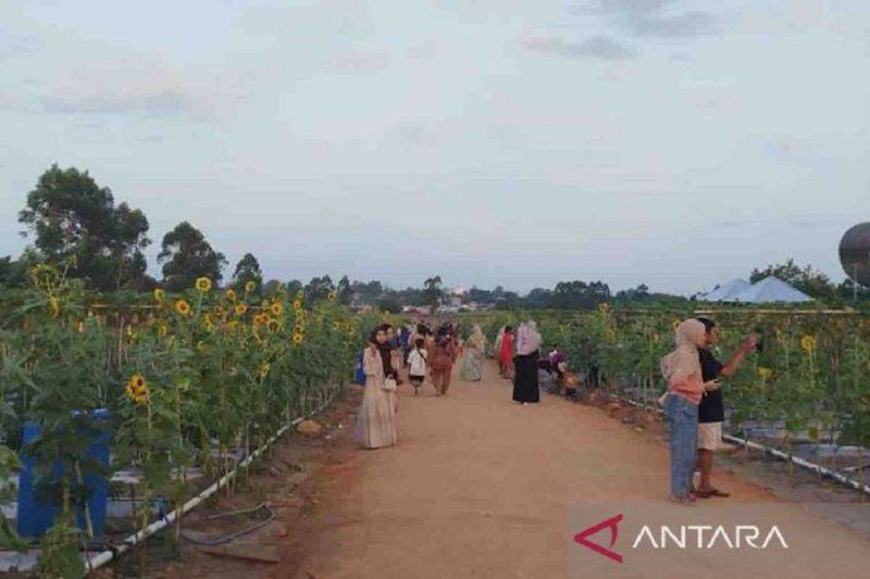 Para pengunjung lahan demplot PEDA KTNA di area sport center. (ANTARA/Safitri RA)