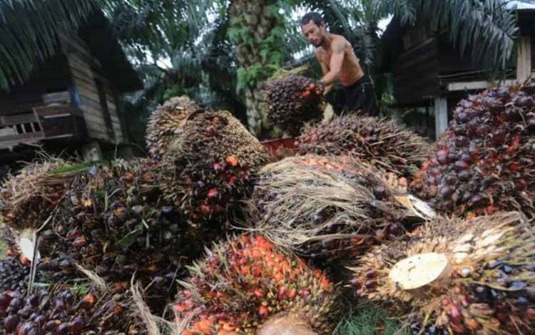 Harga TBS Sawit Petani Swadaya Naik jadi Rp3.533 per Kg