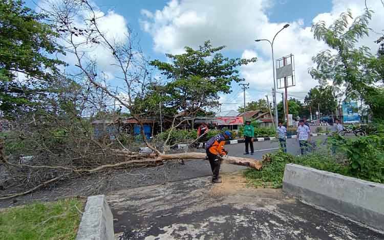 BPBD Seruyan Tebang Pohon Mati Berpotensi Bahayakan Pengguna Jalan