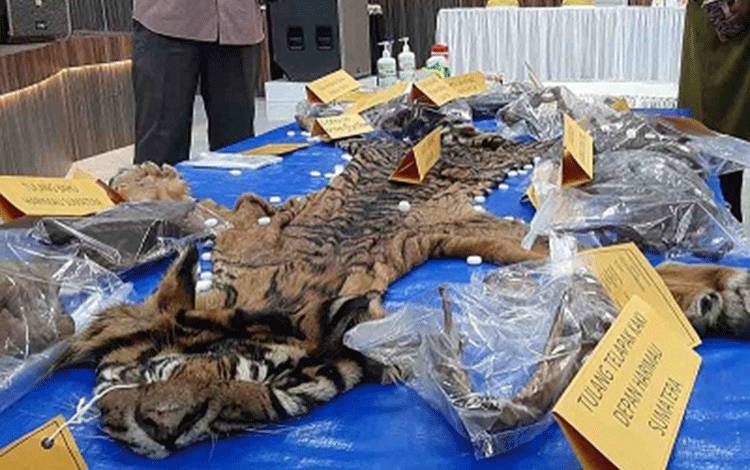 Lima Terdakwa Perdagangan Kulit Harimau Dituntut 22 Tahun Penjara