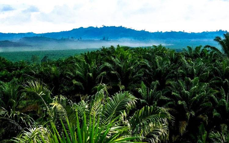 Menelusuri Jejak Emas Hijau Indonesia