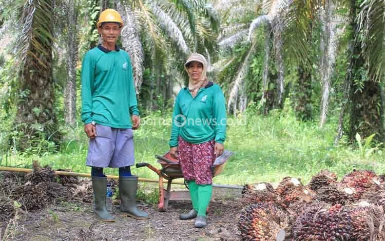 APKSM Lakukan Penilaian Kebun Sawit Mandiri untuk Dorong Standar Keberlanjutan