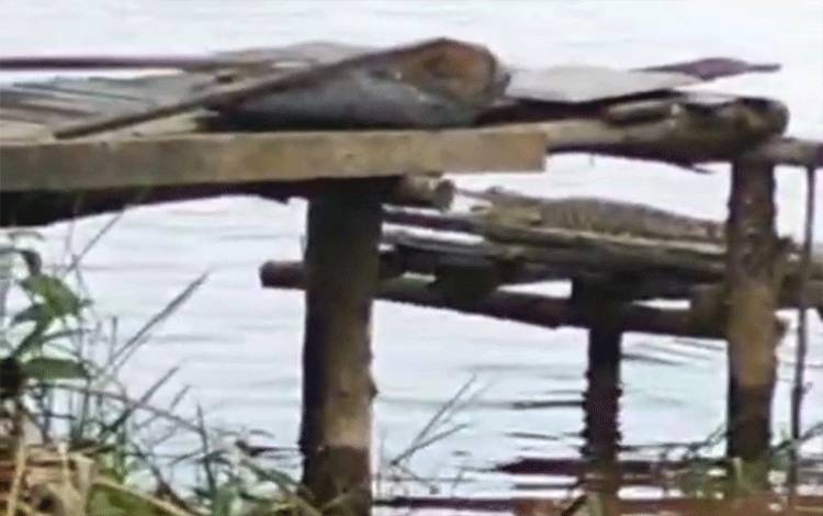 Anak Buaya Kembali Terlihat di Lanting Warga Desa Sei Kayu Kapuas Barat