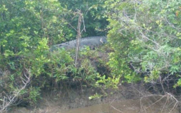Buaya besar berjemur di tepi Sungai Rangkang. (FOTO: IST)
