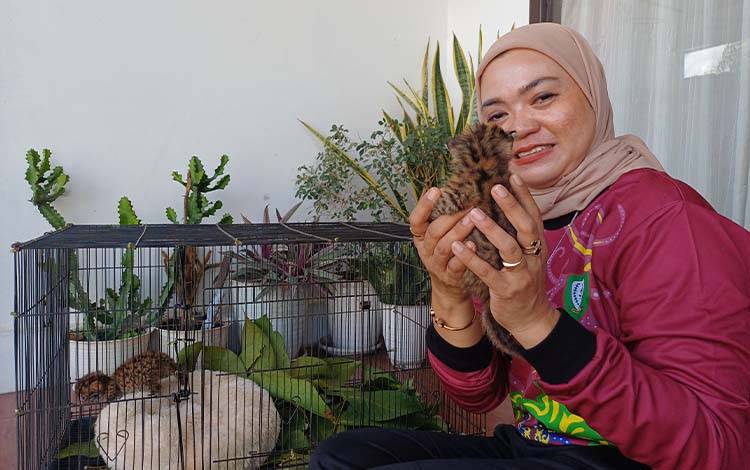 Bidan di Sampit Serahkan 2 Ekor Anak Kucing Hutan ke BKSDA Setelah Sebulan Dipelihara