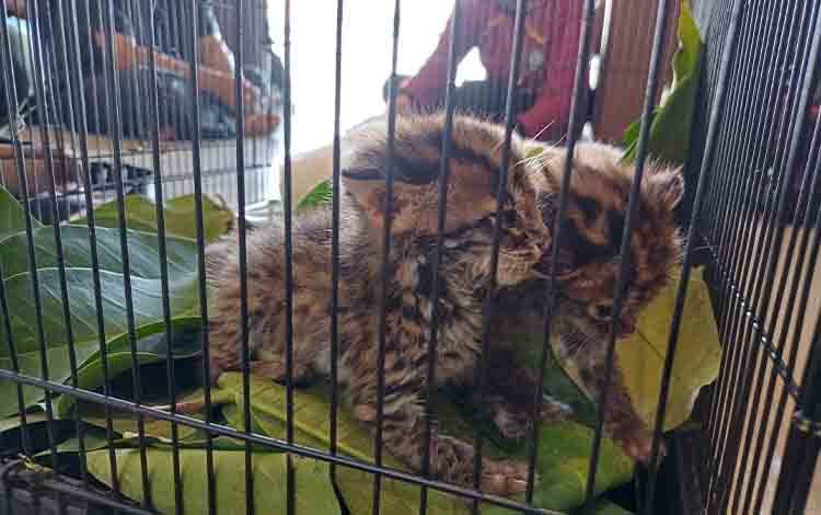 BKSDA Sampit: 2 Anak Kucing Hutan Penyerahan Warga Akan Direhabilitasi di Pangkalan Bun