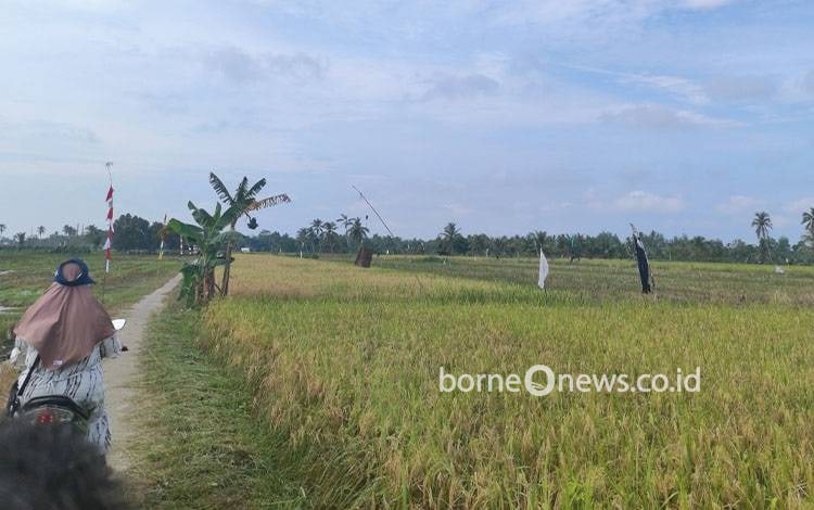 Lahan pangan masyarakat di Kawasan Kecamatan Tamban Catur. (FOTO: HERMAWAN)