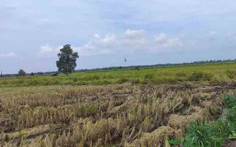 Budayawan Kalteng Minta Peladangan Tradisional Dijaga Tata Kelolanya
