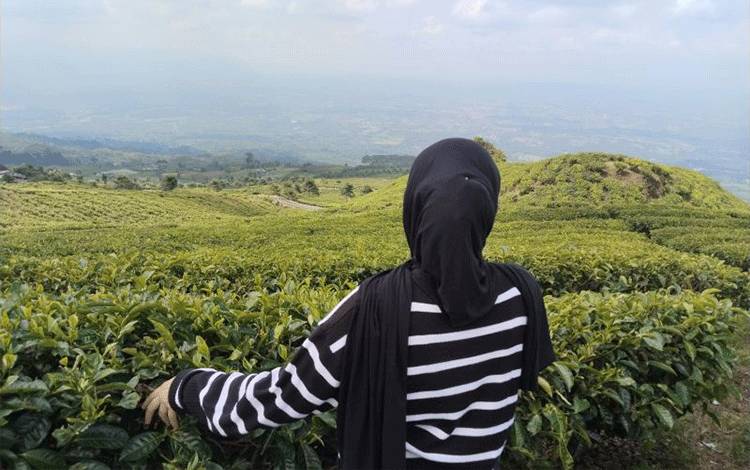 825 Pendaki Padati Puncak Gunung Dempo dalam Momentum HUT RI