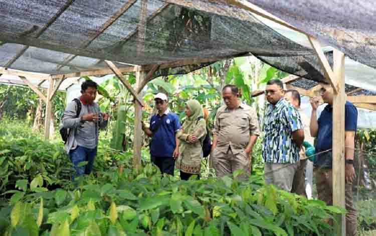 BPDP Dorong Peremajaan Kakao Rakyat di Sulawesi Tengah