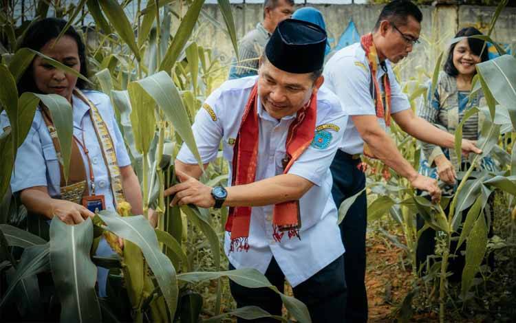Pemanfaatan Lahan Sekolah, SMPN 4 Bulik Sukses Panen Jagung di HUT ke-18
