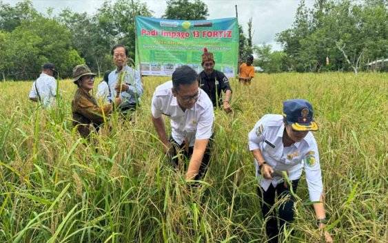DPRD Tekankan Pentingnya Pengendalian Hama dan Penyakit Tanaman Padi di Palangka Raya