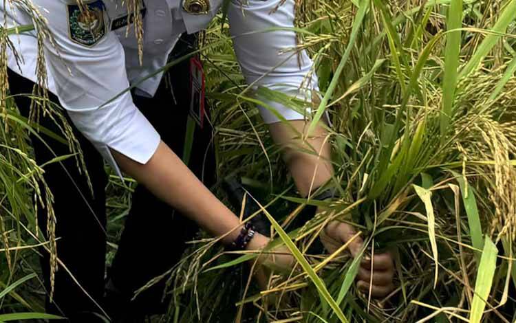 DPRD Dorong Pemda Buka Lahan Pertanian di Daerah Pelosok Palangka Raya