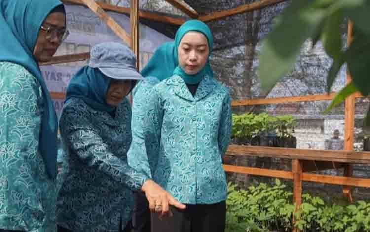 Ketua TP PKK Palangka Raya Tinjau Pembibitan Tanaman di Jalan Soekarno