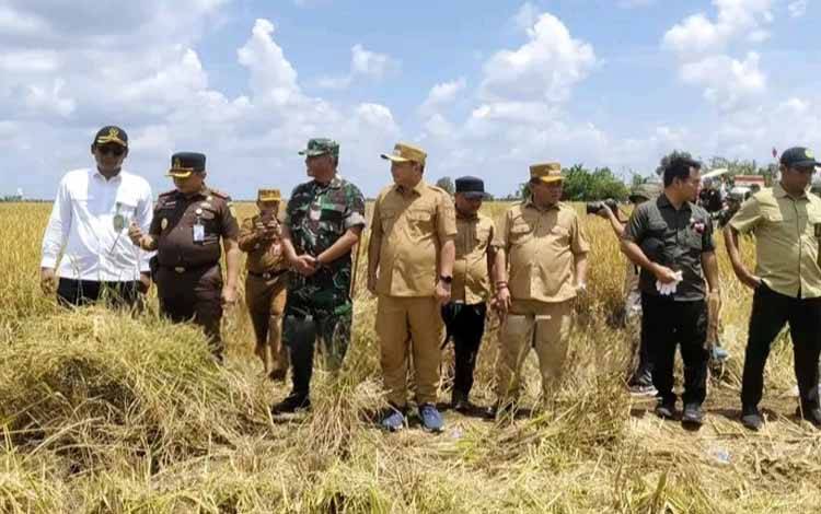 Sukses Panen Raya, Bupati Kapuas Dampingi Petani di Anjir Serapat Tengah
