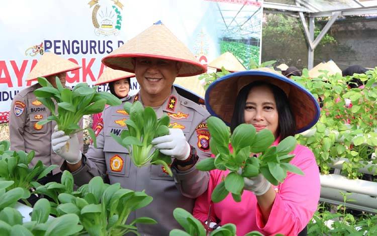 Polda Kalteng Dukung Ketahanan Pangan, Panen Sayuran Hingga Tanam Jagung