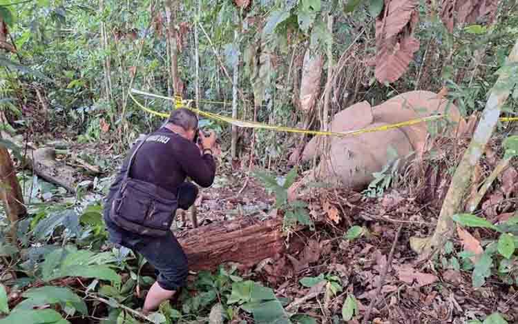 Gajah sumatra ditemukan mati di Desa Arul Pinang, Kecamatan Peunaron, Kabupaten Aceh Timur, Rabu (27/8/2025) ANTARA/HO-Camat Peunaron