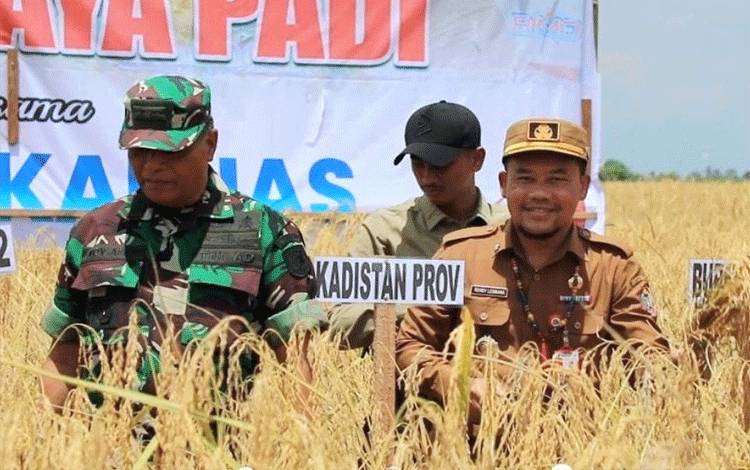 Kapuas Jadi Lumbung Pangan, Padi Lokal Unggulan Dikawal Pemprov Kalteng