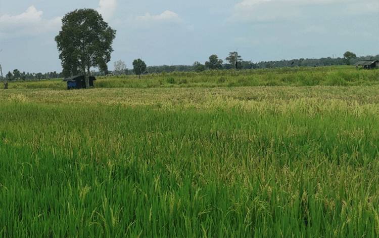 Kadis TPHP Kalteng: Panen Padi Lokal Kapuas Dukung Kemandirian Pangan Daerah