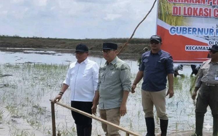 Kapuas Gelar Tanam Padi Perdana di Dadahup