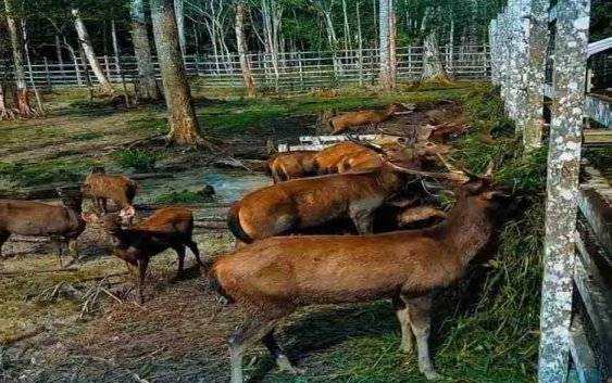 Penangkaran Rusa Bukit Hibul, Destinasi Wisata Edukatif Andalan di Lamandau