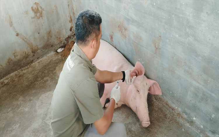 2 Ekor Babi Mati karena Virus ASF di Kelurahan Sabaru