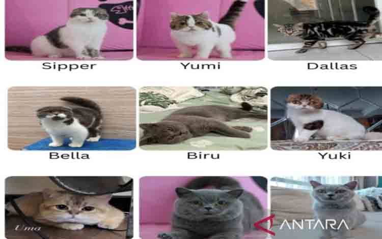Tangkapan layar- Sembilan kucing milik Uya Kuya yang masih hilang karena dijarah. ANTARA/HO-IG King-uyakuya