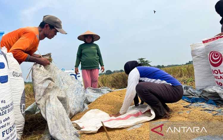 Mentan: Produksi Beras Nasional Surplus 3,7 Juta Ton di Oktober 2025