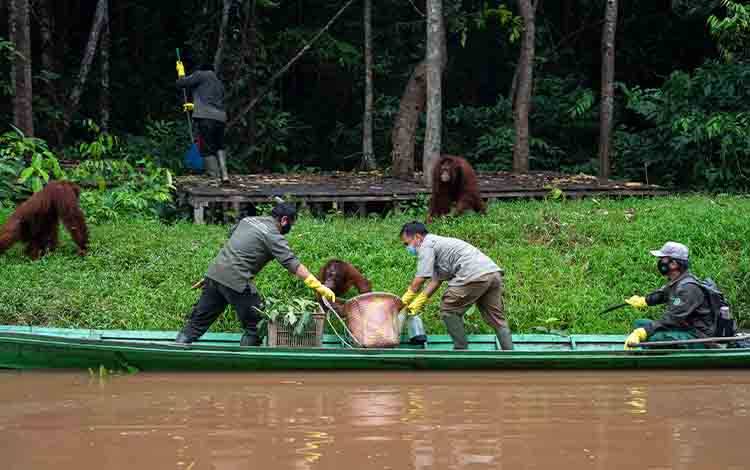 Pulau Salat Didorong Jadi Pusat Riset Konservasi Orangutan: Komitmen 25 Tahun SSMS dan RSPO