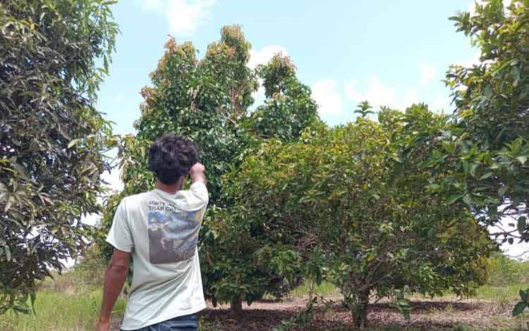 Warga Kotim Resah Orangutan Muncul di Kebun Buah