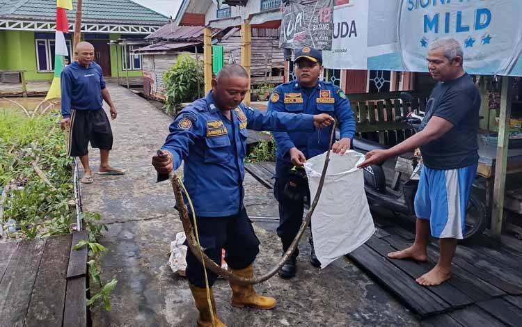 Warga Murung Keramat Panik, King Kobra Sepanjang 2 Meter Masuk Rumah