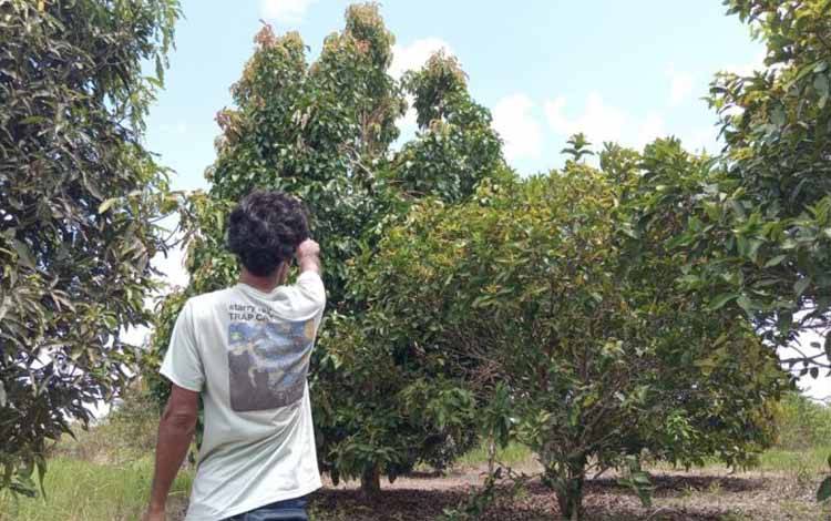 BKSDA Sampit Tindaklanjuti Laporan Kebun Dirusak Orangutan