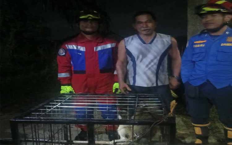 Damkarmat Kotim Amankan Monyet Liar di Baamang Tengah Usai Gigit 2 Warga