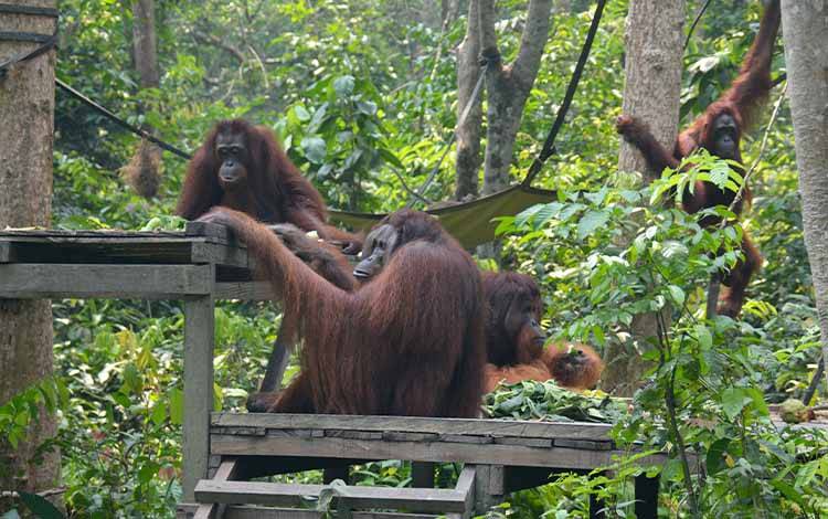 IOI Group Benchmark ke Pulau Salat, Pelajari Praktik Konservasi Orangutan SSMS