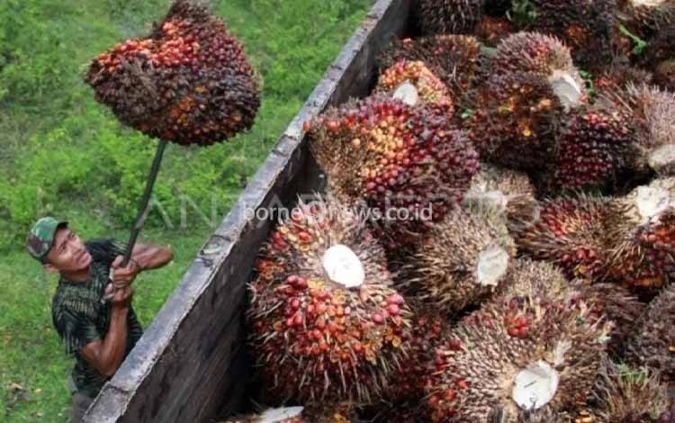 Harga TBS Sawit Kalteng Alami Kenaikan, Disbun Sebut Tren Positif