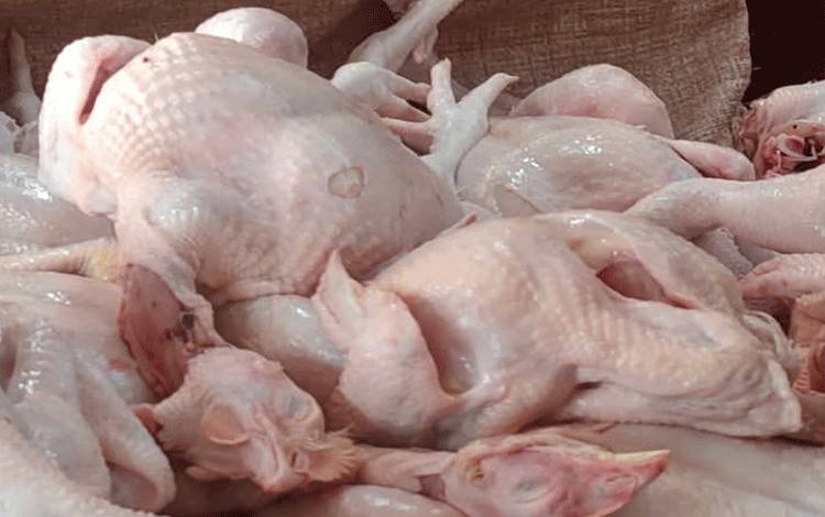 Harga Ayam Potong di Sampit Meroket Akibat Permintaan Tinggi di Momen Maulid Nabi