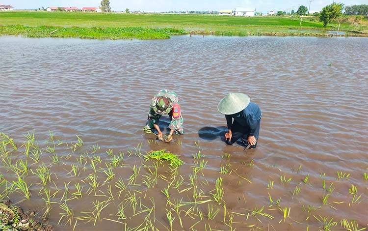 TNI Dampingi Petani Olah Lahan, Tingkatkan Ketahanan Pangan di Katingan Kuala