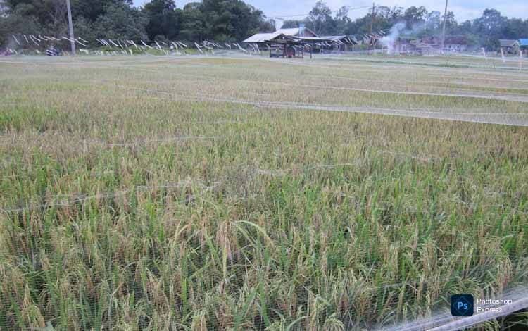 Pemkab Kobar Resmi Ajukan Banding atas Putusan PN Pangkalan Bun terkait Sengketa Lahan